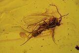 Five Detailed Fossil Flies (Sciaridae) In Baltic Amber #105445-3